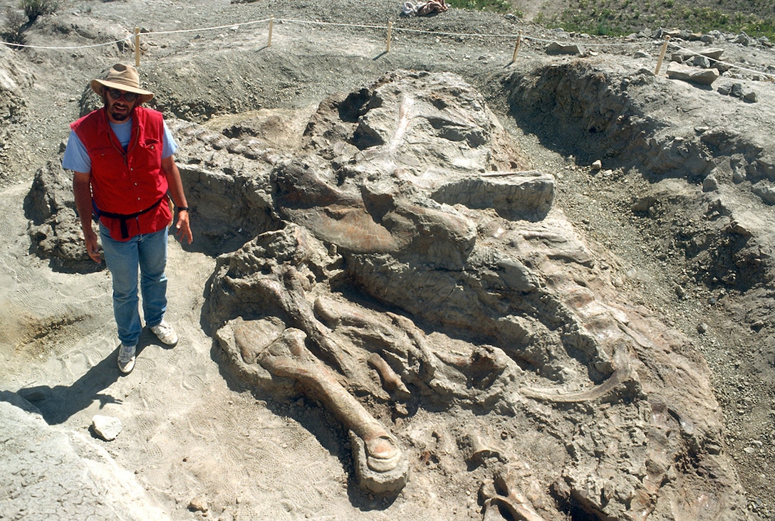 One of the Army's two Tyrannosaurus Rex specimens, identified as the Wankel T-Rex, was discovered by Kathy and Tom Wankel in 1988, while fishing near the Nelson Creek Recreation Area at Fort Peck Reservoir, Mont. Fort Peck Reservoir is managed by U.S. Army Corps of Engineers, Omaha District. The Corps' Mandatory Center of Expertise for the Curation and Management of Archaeological Collections, in the St. Louis District—which is one of the largest single organizations in the Department of Defense dedicated to addressing heritage assets—has assisted with the loan document and curatorial issues associated with this very important paleontological treasure. 