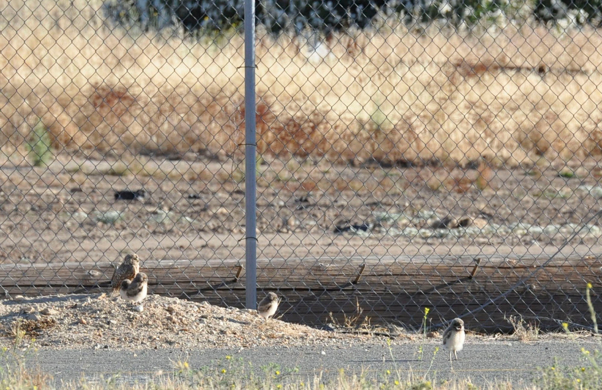 A family of burrowing owls has made a home in the midst of a bustling environmental cleanup project at the former McClellan Air Force Base in Sacramento, Calif. (U.S. Air Force photo).