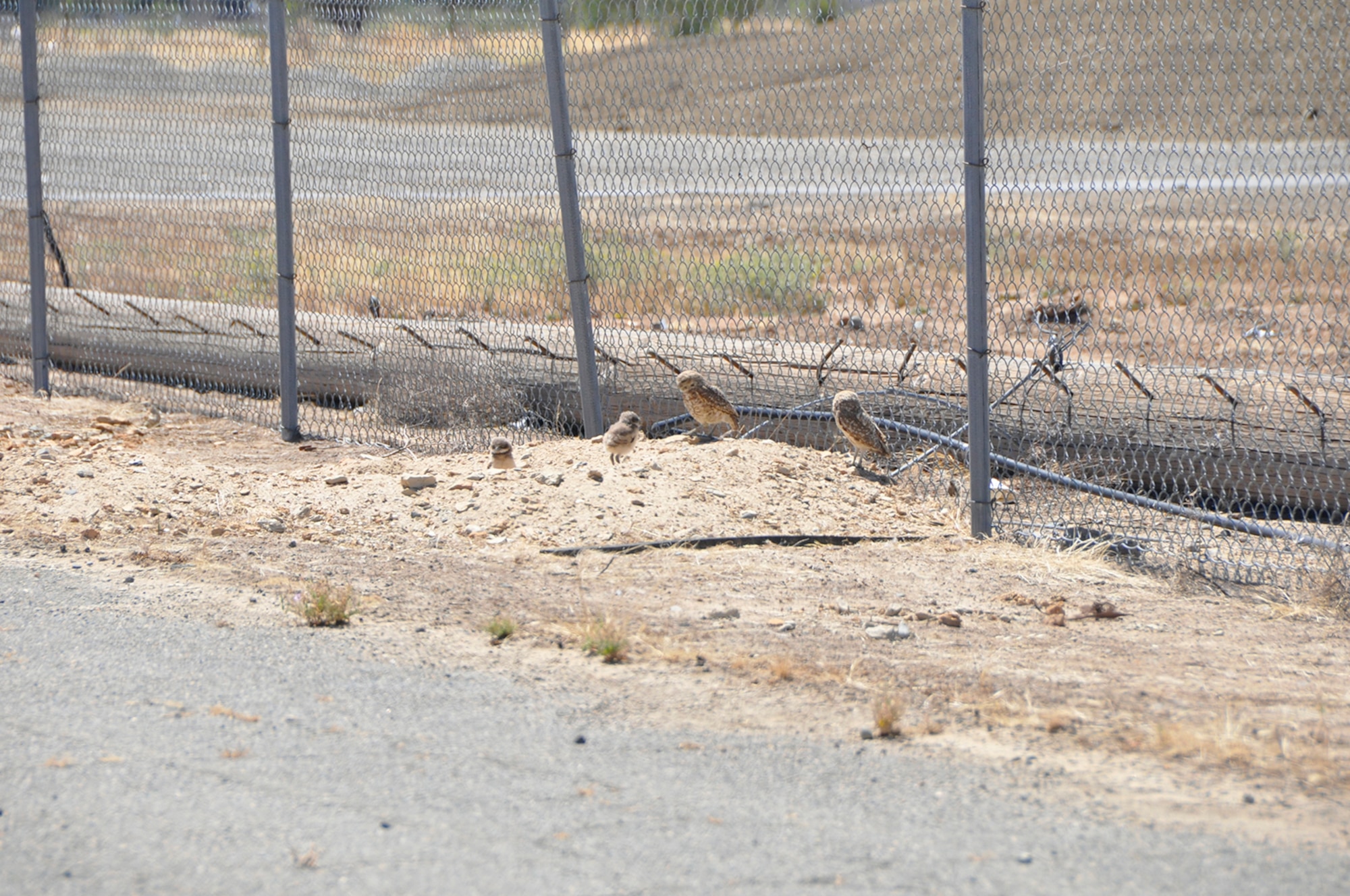 A pair of burrowing owls has established a nest and successfully hatched four very active owlets despite the hustle and bustle of a construction project a short distance away. (U.S. Air Force photo).