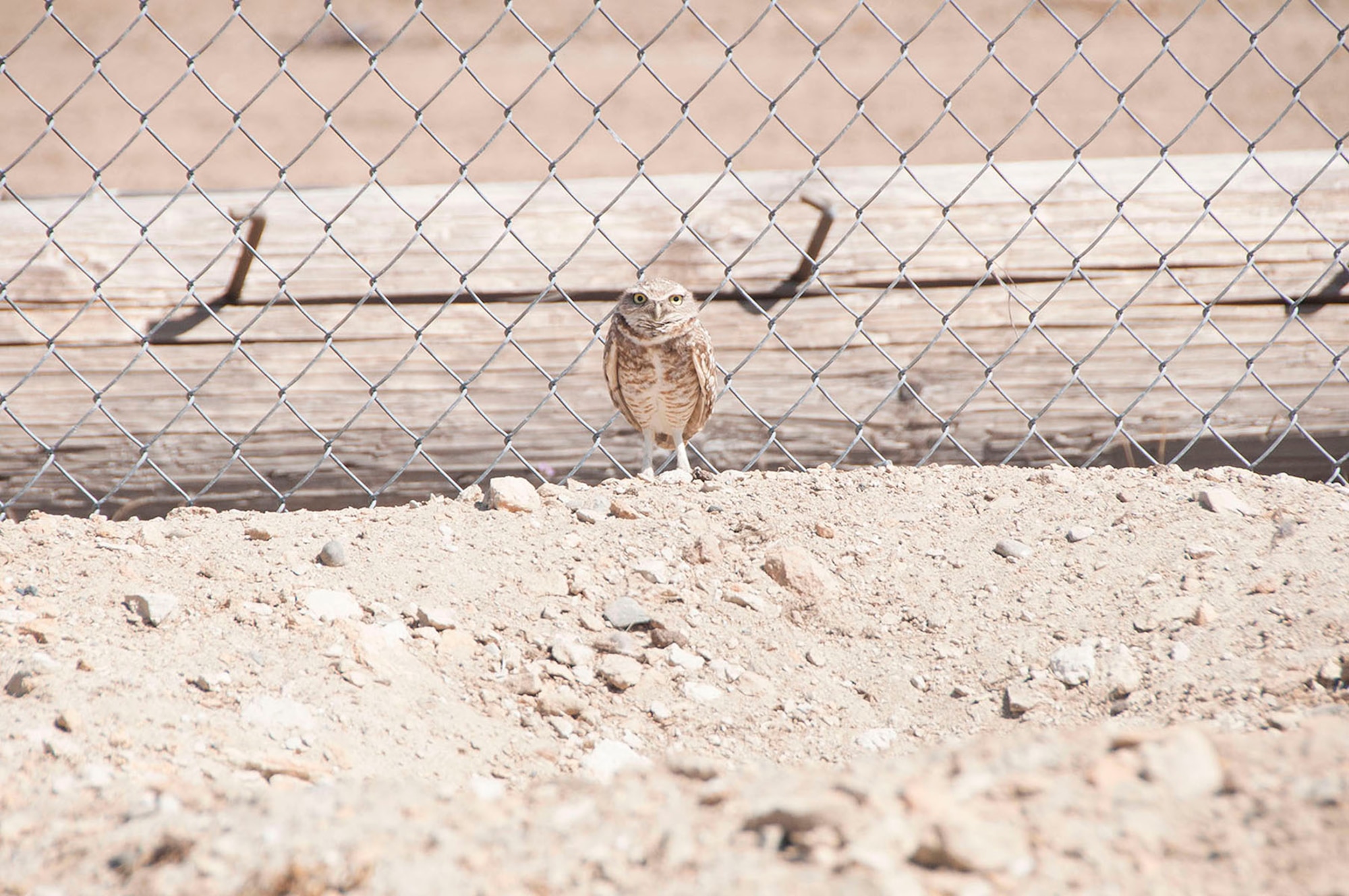 Burrowing owls are slightly larger than the American Robin and are considered a species of concern by the Department of Fish and Wildlife. (U.S. Air Force photo).