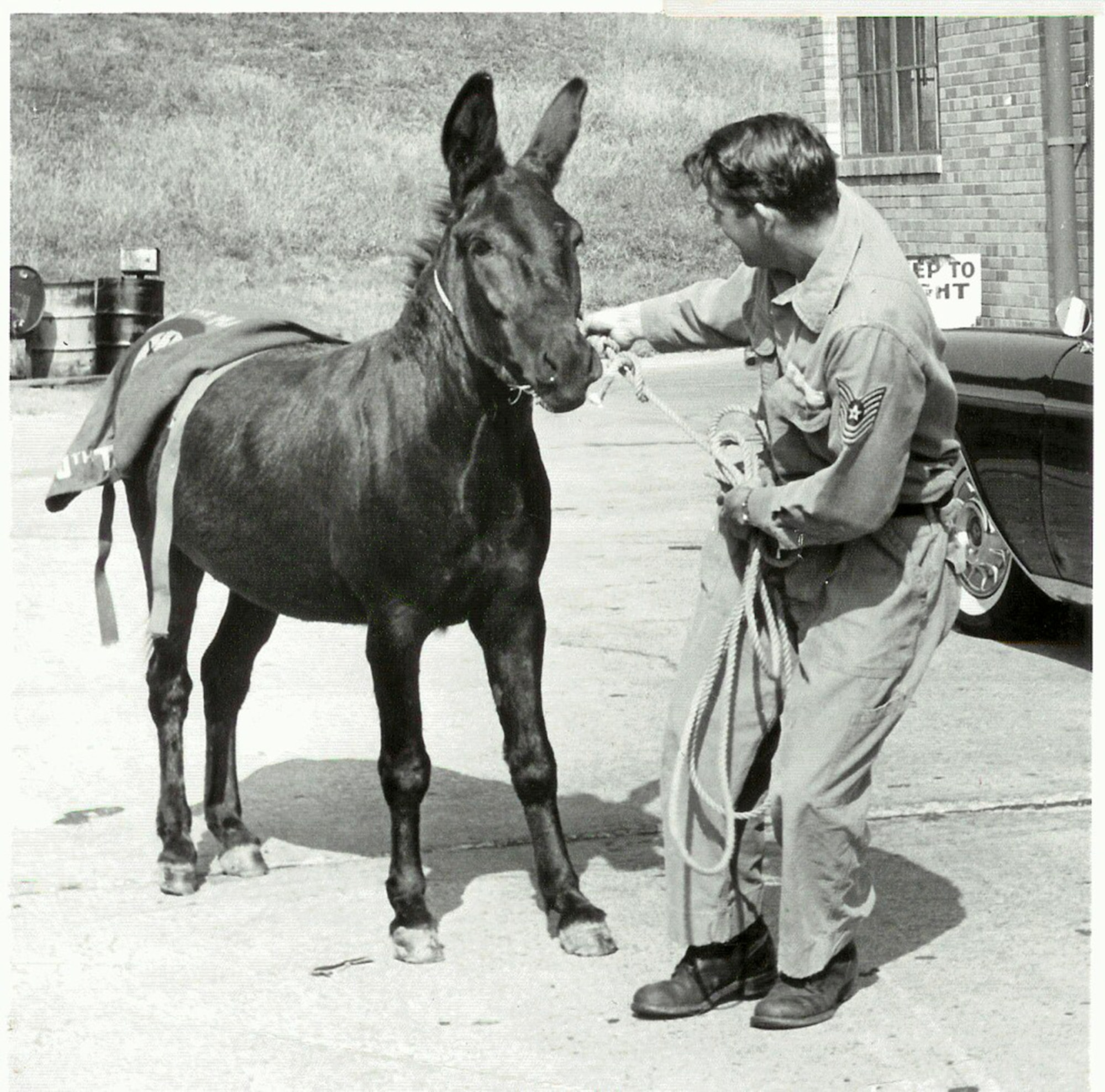 Airman 1st Class Banjo A. Burro, the beloved mascot of the 131st for many years could often be as stubborn as a…well, you know.  Banjo, actually a Missouri Mule, joined the wing in the late 1950’s and appeared at many wing events and parades.  Nominated for the First Sgt. position at one time, but recommended by Director of Personnel  to "Second Sgt." position since First Sgt. position was presently filled. The Missouri Mule has long been identified with the 110th and 131st as the mascot of the unit and appears on patches and aircraft, including the "Spirit of Saint Louis."  (131st Bomb Wing file photo/RELEASED)