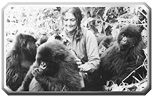 For 18 years, Fossey studied, lived among and befriended the gorillas of Rwanda. Fossey made many discoveries about the animals, including understanding their vocalizations, group hierarchies and social relationships, and diet and recycling of nutrition. Her 1983 book, “Gorillas in the Mist,” documented her intense study of the animals and the need to protect them from the constant threat of poachers and neglect. 