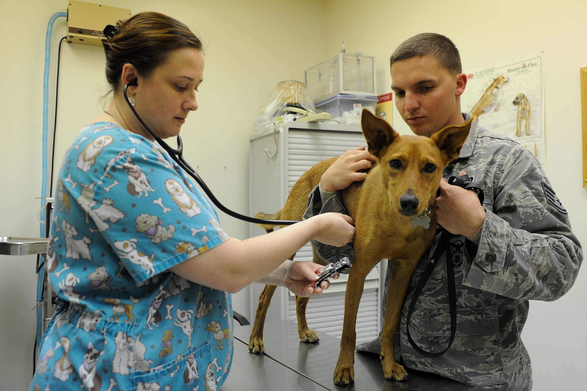 Heather Rose, Luke Air Force Base Veterinary Treatment Facility animal health technician, checks Bentley’s vitals Thursday during an annual examination at the vet clinic. The facility is open 8 a.m. to noon and 1 to 4 p.m. Monday through Thursday and closed Friday, Saturday, Sunday and all federal holidays. (U.S. Air Force photo/Airman 1st Class Devante Williams)
