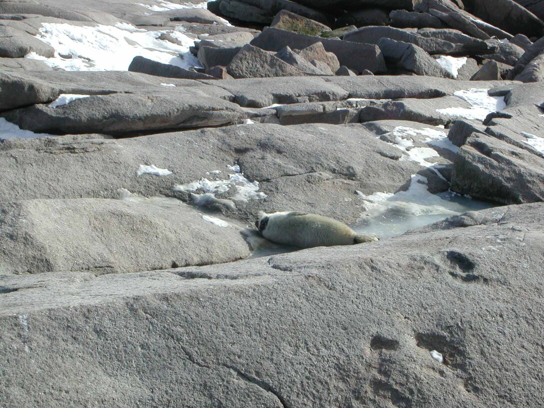 College of the Atlantic students monitored the seal population during the month. This grey seal pup was born in early January. 