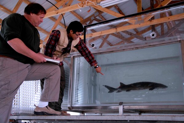 ERDC Environmental Laboratory’s Jay Collins, left and Phong Nugyen, University of Georgia (UGA), test swimming performance of a white sturgeon in the ERDC swim tunnel during its deployment at UGA’s Cohutta Fisheries Center.  