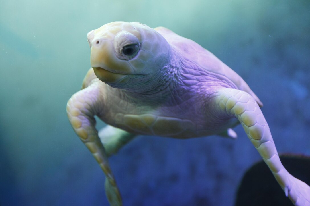 Nimbus, a rare white loggerhead turtle and one of many attractions at the North Carolina Aquarium at Pine Knoll Shores, swims through its tank March 4. Nimbus, not a true albino, gets his white color from a genetic deviation that causes an uncommon lack of normal pigmentation. Nimbus came to the aquarium after being rescued in a Pine Knoll Shores nest.