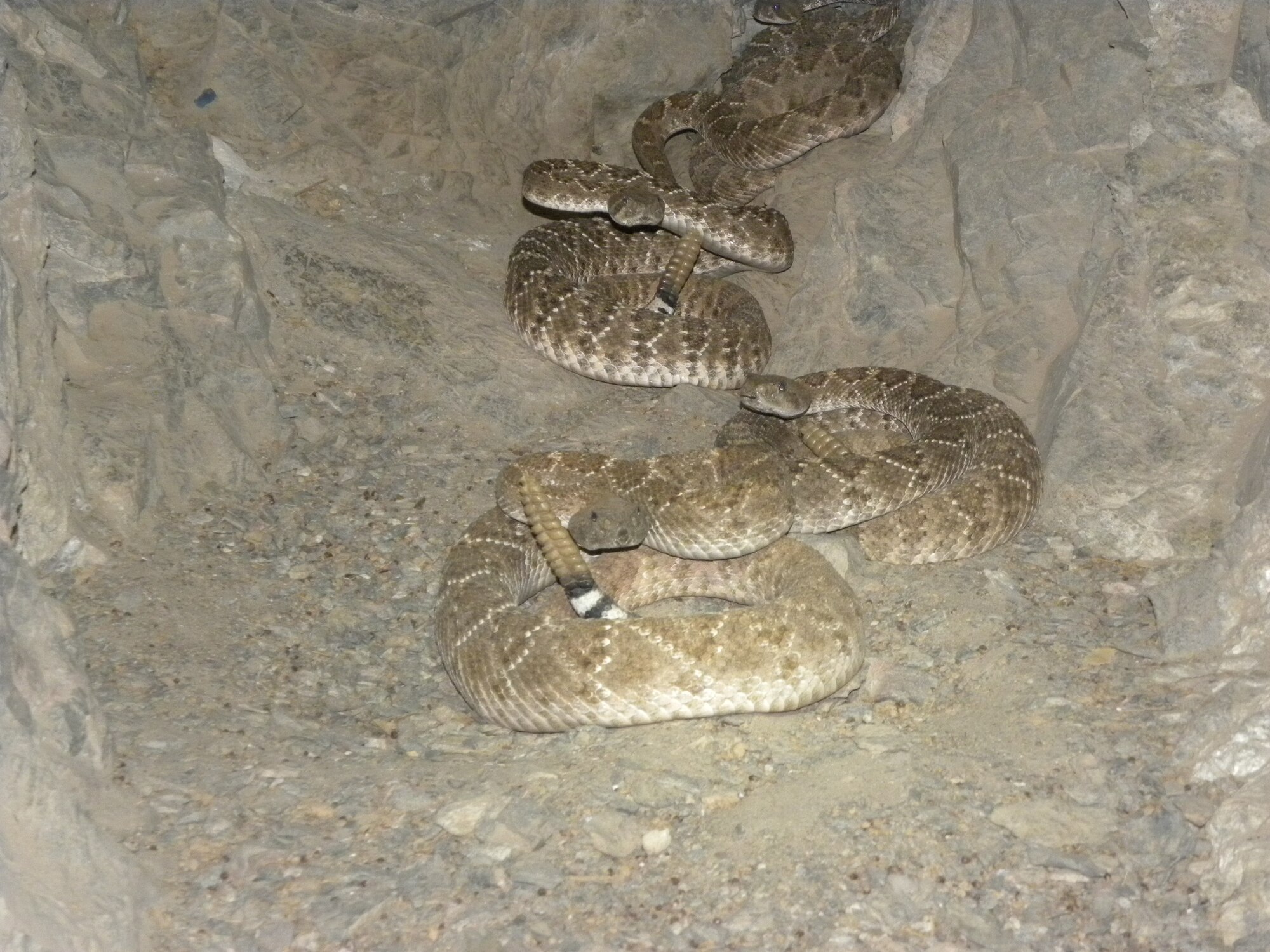 The Western Diamondback is one of four species of rattlesnakes that live on Kirtland AFB.  
