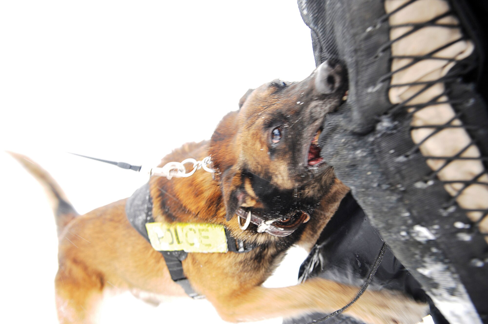 JOINT BASE ELMENDORF-RICHARDSON, Alaska -- Palli, an Air Force military working dog, 673d Security Forces Squadron, subdues Air Force Staff Sgt. Kathleen Lee, 673d Security Forces Squadron, military working dog trainer who is playing the role of a fugitive at the Eagleglen golf course Feb. 6. Security forces military dog handlers perform handlers training everyday, with each day involving different exercises. (U.S. Air Force photo/Airman Ty-Rico Lea)