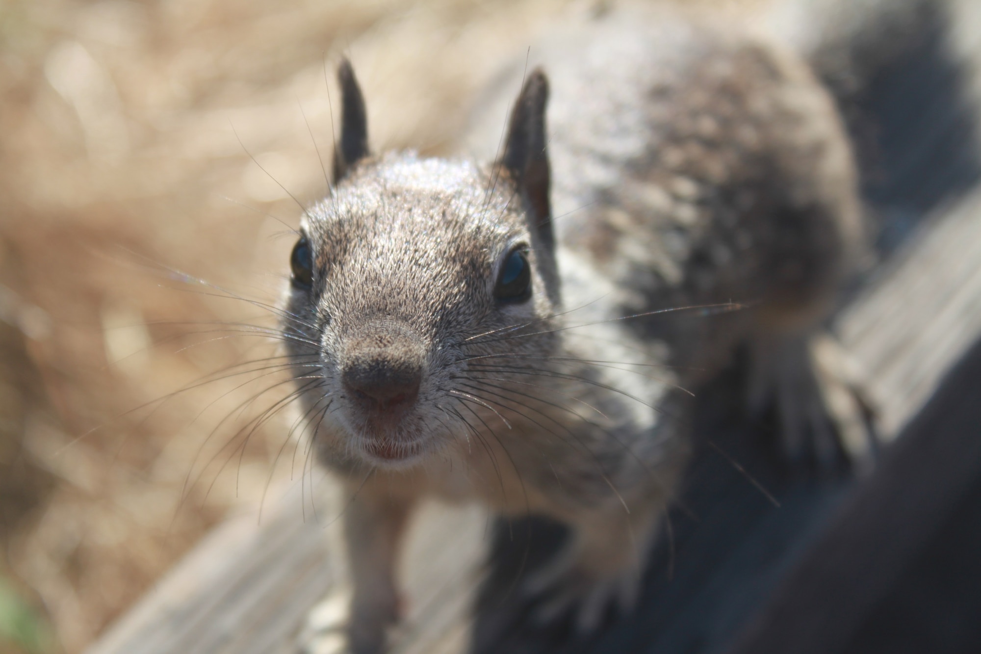 Squirrel
By Airman 1st Class Nathaniel Marshall, 341st Medical Operations Squadron
