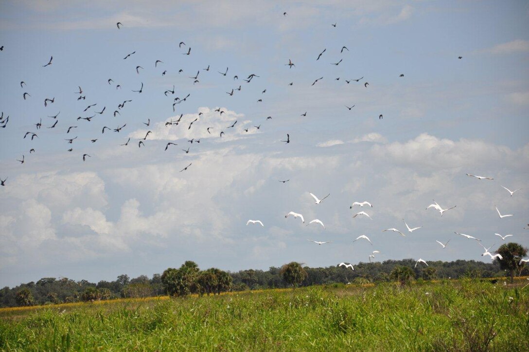 Wood storks fly over Cowbone Marsh in central Glades County, Fla., one of the most valuable aquatic and wildlife resource areas in the country.  