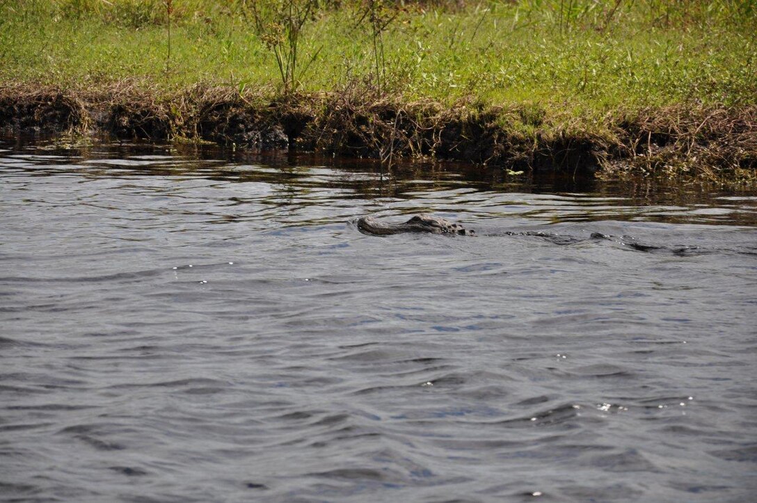 An alligator makes his way down Fisheating Creek to Cowbone Marsh, home to a variety of species. 