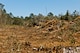Trees and brush are being removed to make way for a new multi-purpose field and eventually tennis and basketball courts behind the East Gate shopette at Eglin Air Force Base, Fla.  This is one of many renovations to the athletic areas surrounding the track and field house.  All of the ball fields will be upgraded with new dugouts and fencing.  One of them will be converted to a multi-purpose field.  The concrete PT pads will be coated in rubber urethane.  Also, a covered pavilion area will be constructed between Foster Stadium and the soccer field.  These projects are to support the increased PT activity in the area, according to the 96th Force Support Squadron.  The expected completion date is late 2013.  (U.S. Air Force photo/Samuel King Jr.)