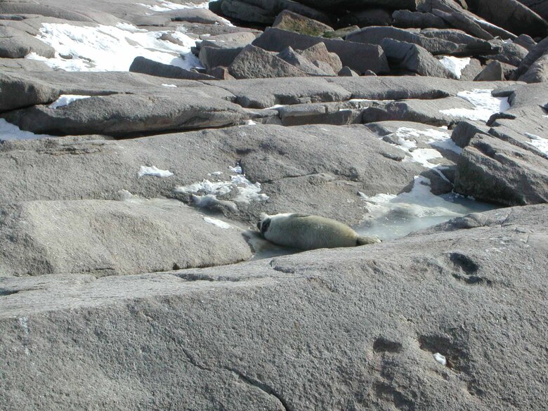 College of the Atlantic students monitored the seal population at Mount Desert Rock, while the scientists were measuring sea spray. This grey seal pup was born in early January.