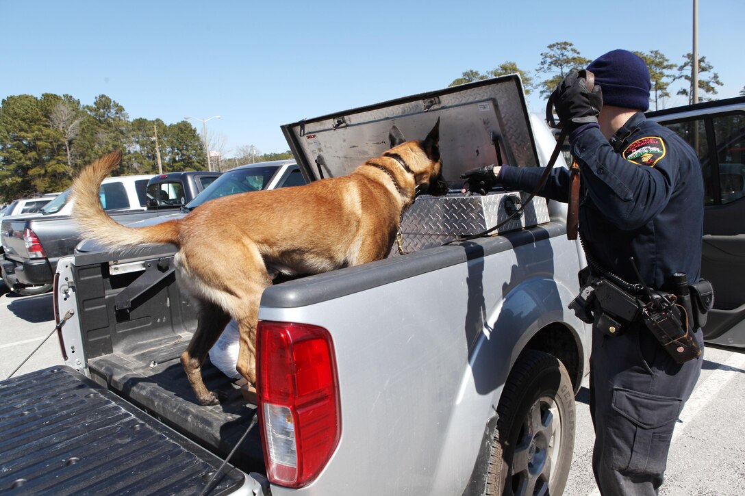 Military working dogs sniffed every nook and cranny of each room, office and common area at the barracks of 8th Engineer Support Battalion aboard Marine Corps Base Camp Lejeune, along with four parking lots and approximately 200 cars while searching for illegal drugs and contraband during a health-and-comfort inspection March 4. Law Enforcement assets, such as the military working dogs, offered an advantage to the inspections. The dogs have at a minimum a 90 percent accuracy rate when seeking narcotics and many are even more proficient.