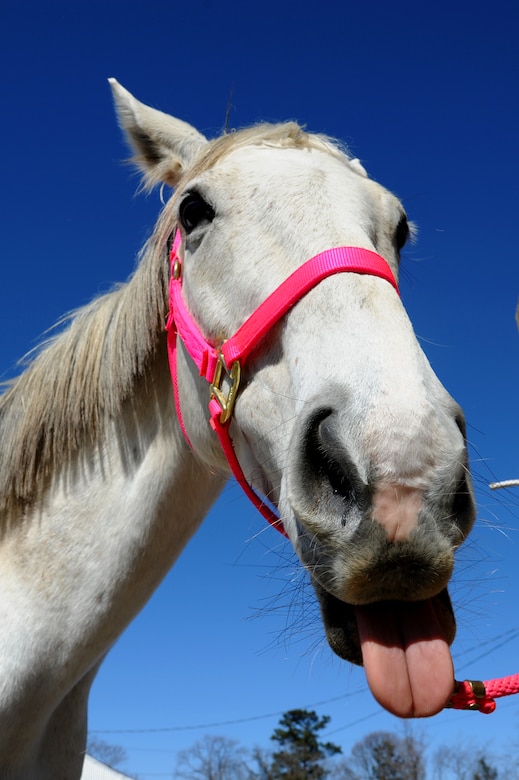 Robellina, a 10-year-old thoroughbred mare, belongs to U.S. Army Spc. Madeline Jacobs, Public Health Command animal specialist of the Ft. Eustis district, March 9, 2013.  Robellina is currently boarded at Langley Air Force Base, Va. (U.S. Air Force photo by Airman 1st Class Victoria Taylor/Released)