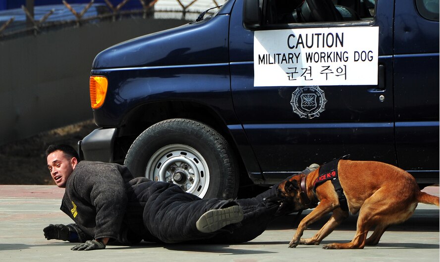 Staff Sgt. Brandon Ouderkirk, 51st Security Forces Squadron military working dog handler, falls after being taken down by Military Working Dog QQUITO at Defender’s Day at Bldg. 1425 March 9, 2013. The activities ranged from a Military Working Dog demonstration and Quick Reaction Team demonstration to games, displays, competitions, races and more. (U.S. Air Force photo/Senior Airman Kristina Overton) 