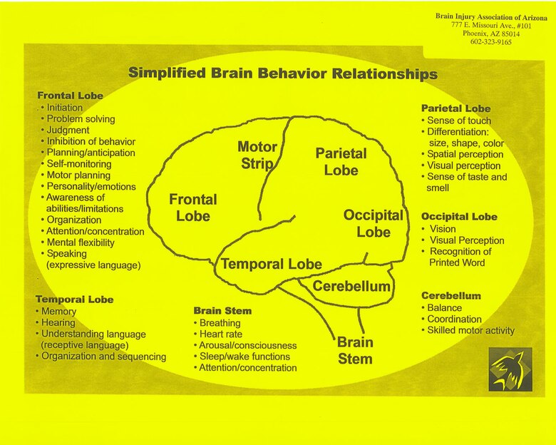 Here is a diagram of the brain showing which areas control which functions. Depending on which area of the brain is affected by a traumatic brain injury, different symptoms may appear. (Courtesy Photo)
