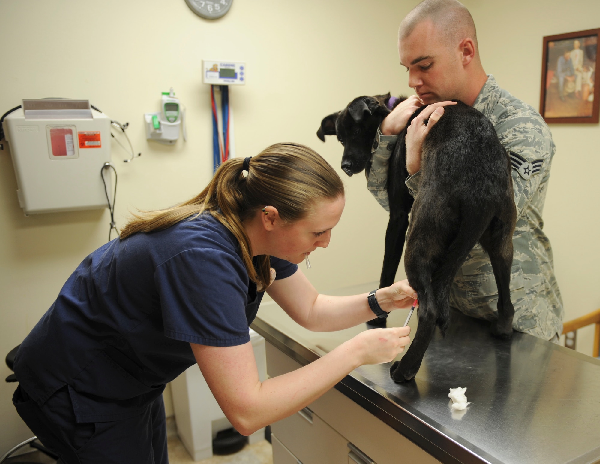 U.S. Air Force Senior Airman Matthew Reynolds, 23d Civil Engineer Squadron structural journeyman, holds Dakota while Andie Rogers, veterinarian technician, takes blood during her first annual checkup at the Veterinary Treatment Facility at Moody Air Force Base, Ga., March 12, 2013. The blood sample was used to check for heartworm disease or any abnormalities in her blood. (U.S. Air Force photo by Airman 1st Class Olivia Bumpers/Released)