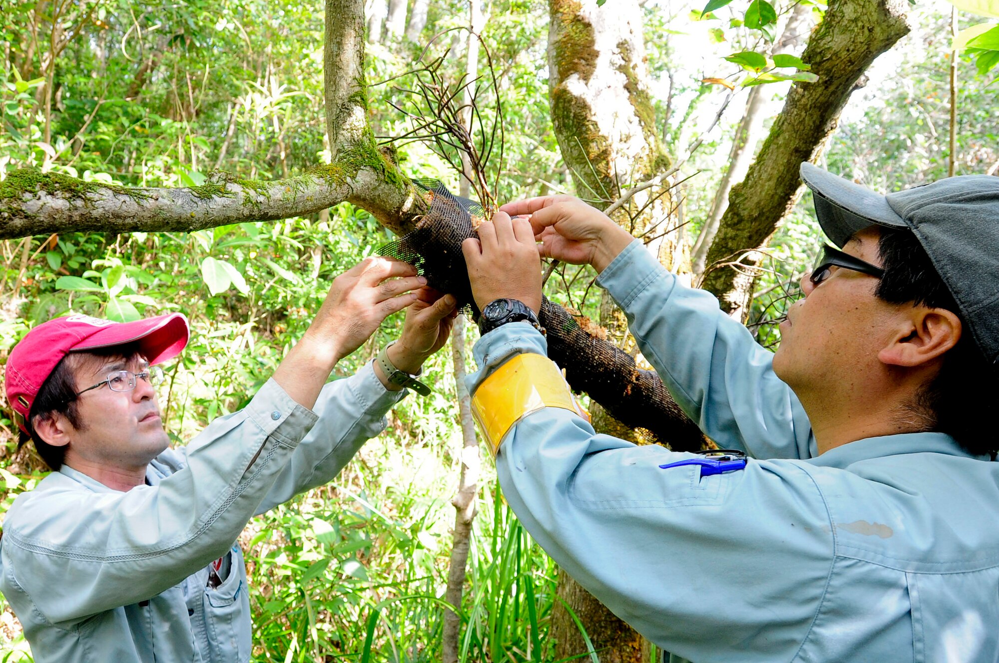 Yuji Obara, wildlife surveyor, holds a bouran orchid in place while Hiroshi Ogimi, botanical surveyor, secures wet moss to the plant using a mesh screen and wires on Kadena Air Base, Japan, March 13, 2013. Surveyors pick locations outside of construction project areas that give each plant the best chance for survival. (U.S. Air Force photo/Staff Sgt. Darnell T. Cannady)
