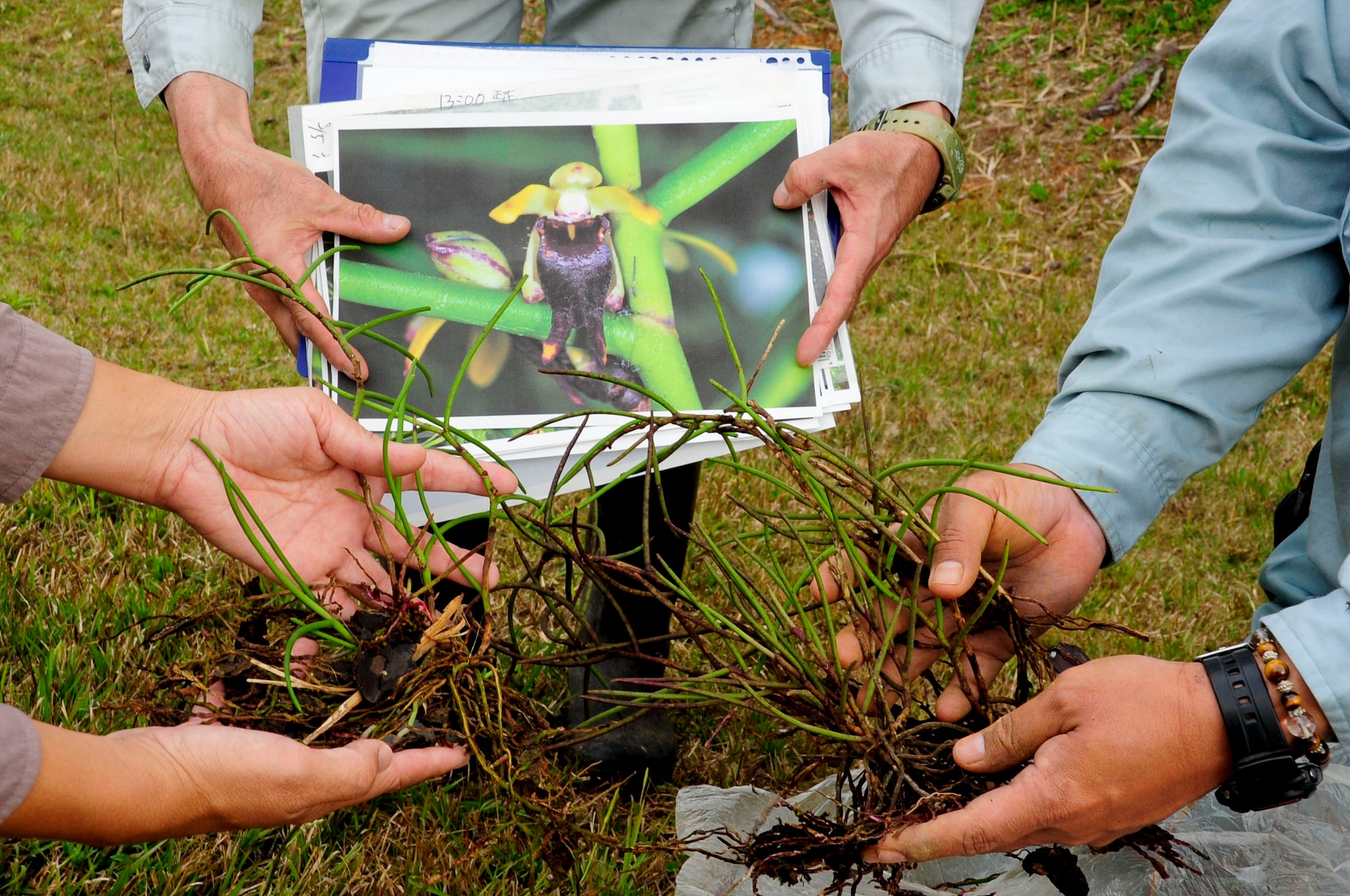 Emily Moghaddas, 718th Civil Engineer Squadron natural resource program manager, and Hiroshi Ogimi, botanical surveyor, talk about the bouran orchid while Yuji Obara, wildlife surveyor, holds its photo on Kadena Air Base, Japan, March 13, 2013. The plant fact sheet includes information about each plant and includes a photo of what each plant looks like. The surveyors use this information to determine the best location to re-plant these threatened and endangered orchids. (U.S. Air Force photo/Staff Sgt. Darnell T. Cannady)
