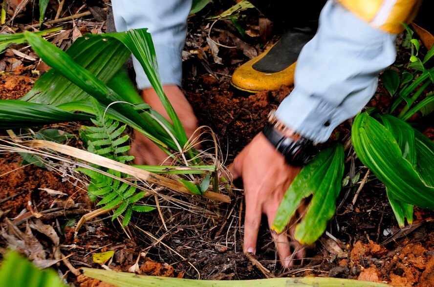 Hiroshi Ogimi, botanical surveyor, transports an endangered orchid to a safe location on Kadena Air Base, Japan, March 13, 2013. This plant is one of 160 plants in threatened and endangered categories being transplanted to a safe location outside of a construction project area. (U.S. Air Force photo/Staff Sgt. Darnell T. Cannady)
