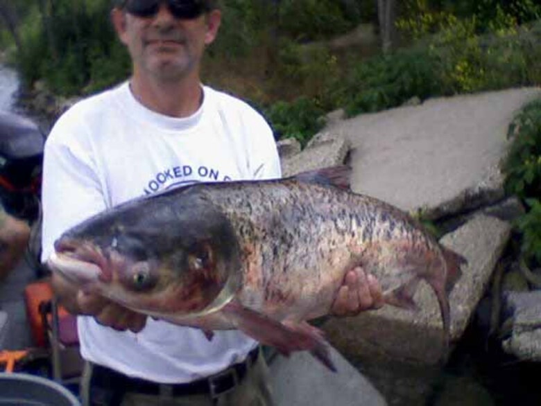 Carp found in Chicago Area Waterway System.