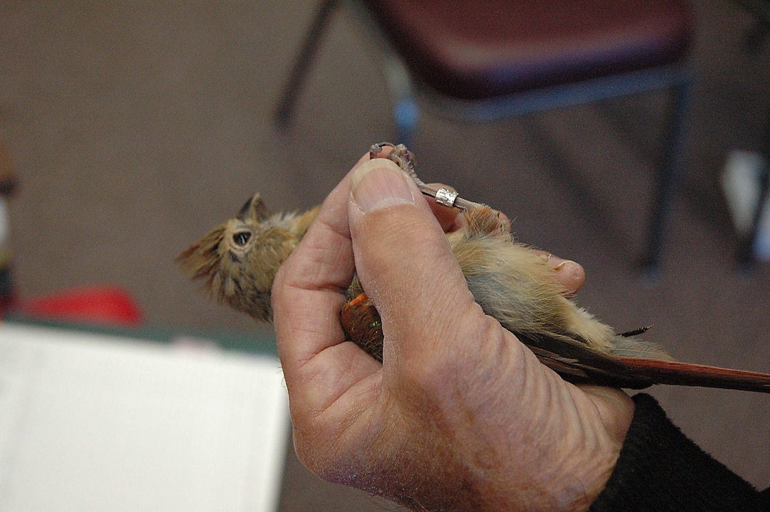 Young cardinal with band