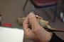 Young cardinal with band