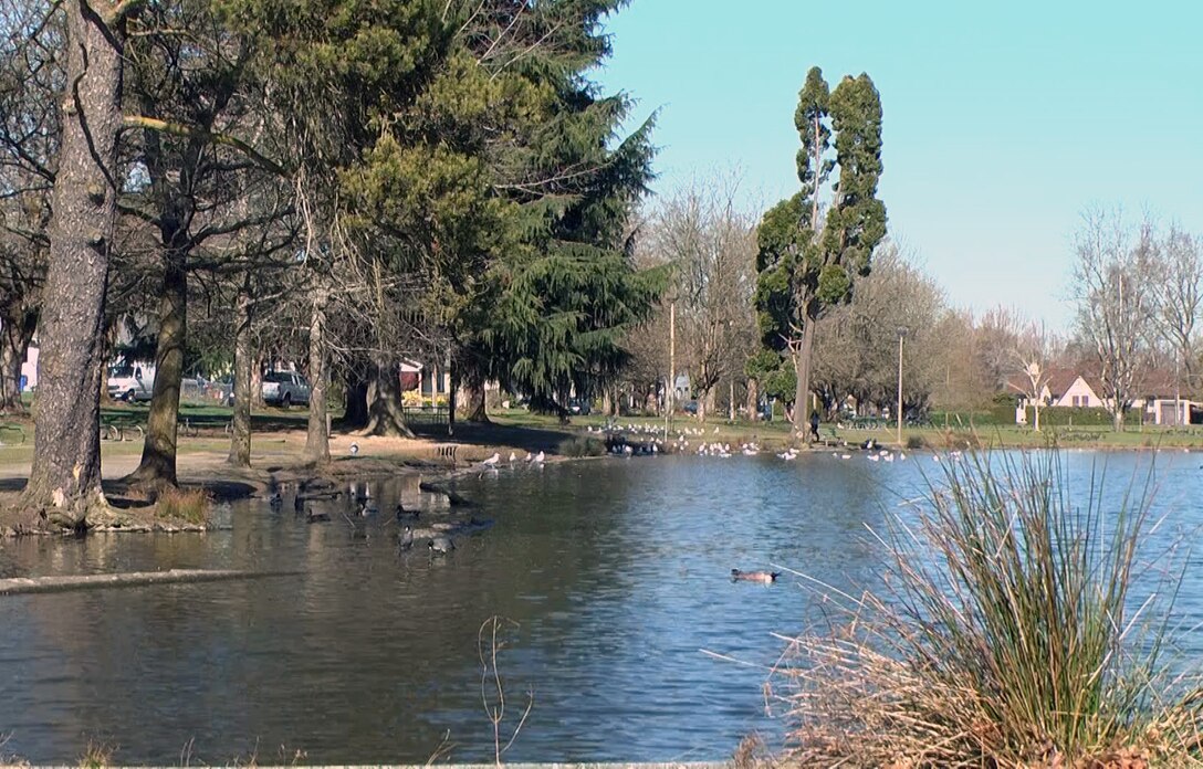 The Portland District and city of Portland are partnering to restore fish passage through the cool, clear waters of Crystal Springs Creek flowing through Westmoreland Park. The Corps is removing the man-made concrete duck pond and restoring wetland habitat for native waterfowl, amphibians, and mammals. When work is complete, the park will be a place to experience and enjoy nature in the city.