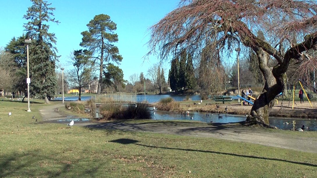 The Portland District and city of Portland are partnering to restore fish passage through the cool, clear waters of Crystal Springs Creek flowing through Westmoreland Park. The Corps is removing the man-made concrete duck pond and restoring wetland habitat for native waterfowl, amphibians, and mammals. When work is complete, the park will be a place to experience and enjoy nature in the city.