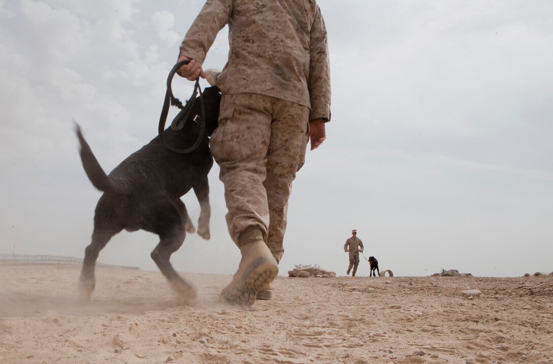 dvids-images-marine-corps-dog-handlers-rehearse-explosive-detection