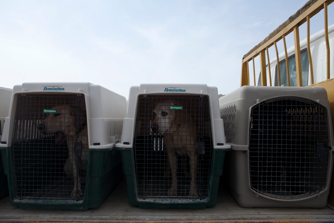 Improvised explosive device detection dogs (IDDs) with 2d Combat Engineer Battalion wait in kennels before a training session at Camp Leatherneck, Afghanistan, March 19, 2013. IDD dog handlers, often volunteers from their home units, are matched with a dog and work together to perform route clearance and other duties in a combat environment. (U.S. Marine Corps Photo by Sgt. Tammy K. Hineline/Released)