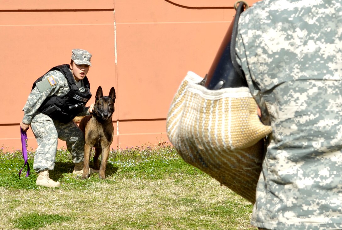 U.S. Army Pfc. Roxanne Cavezuela, 3rd Military Police Detachment military working dog patrol narcotics dog handler, prepares to release her dog Sandor during a controlled aggression training session at Fort Eustis, Va., March 20, 2013. Many females from the MPDs at Fort Eustis have deployed to the Middle East taking on many missions including detainee and convoy operations, base security and acting as host nation mentors. (U.S. Air Force photo by Staff Sgt. Wesley Farnsworth/Released)