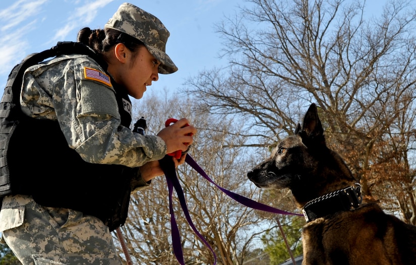 U.S. Army Pfc. Roxanne Cavezuela, 3rd Military Police Detachment military working dog patrol narcotics dog handler, gets the attention of her dog Sandor with a toy before starting a game of tug-of-war at Fort Eustis, Va., March 20, 2013. Cavezuela is one of many women in the military continuing to make strides and fill critical roles. (U.S. Air Force photo by Staff Sgt. Wesley Farnsworth/Released)