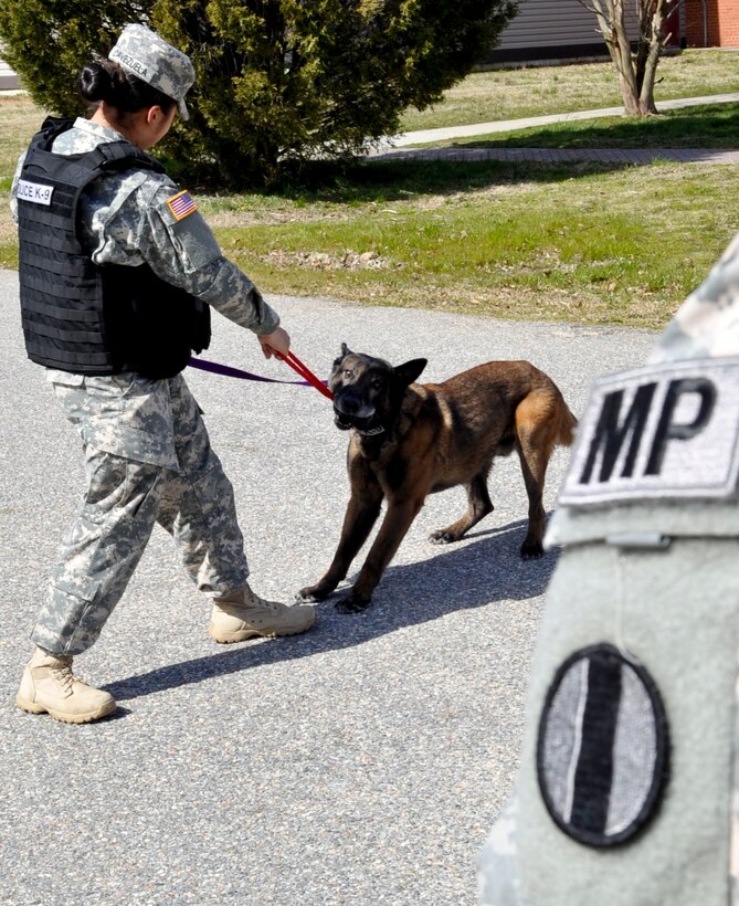 U.S. Army Pfc. Roxanne Cavezuela, 3rd Military Police Detachment military working dog patrol narcotics dog handler, rewards her dog Sandor with a game of tug-of-war for successfully following her commands at Fort Eustis, Va., March 20, 2013. Cavezuela is one of many women in the military continuing to make strides and fill critical roles. (U.S. Air Force photo by Staff Sgt. Wesley Farnsworth/Released)