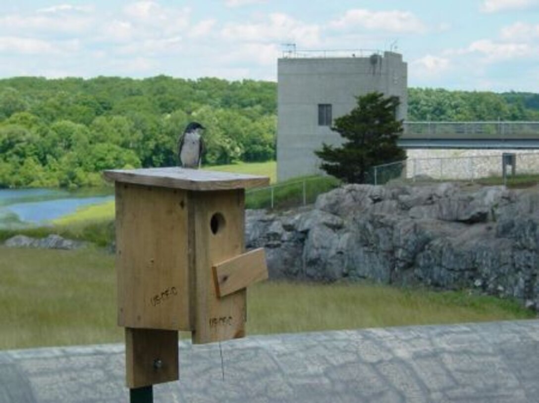 A Cliff Swallow sits on a bird house with the West Thompson Lake gate house in the background, North Grosvenordale, Conn.               
