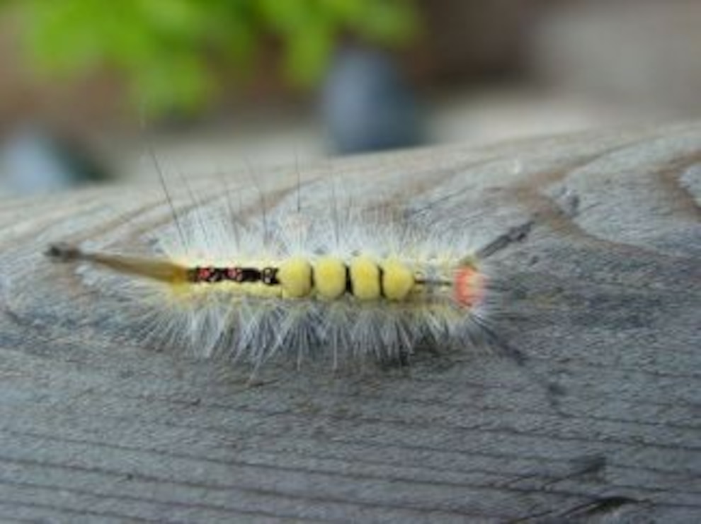 Tussock Moth