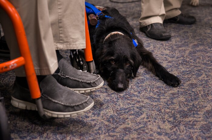 Service dog Malachi lies by his new owner Rick Hayes, during a ceremony  March 21, 2013, at the Naval Consolidated Brig Charleston on Joint Base Charleston – Weapons Station, S.C. The service dogs, trained by the brig prisoners, work with veterans who suffer physical challenges and mental or emotional injuries such as Post Traumatic Stress Disorder. Service dogs are constant companions and can assist the veteran with more than 70 tasks, including retrieving and carrying objects, opening doors, and helping with stress and balance difficulties. Malachi is the 15th dog placed with a wounded warrior at NCBC. (U.S. Air Force photo/ Senior Airman George Goslin)