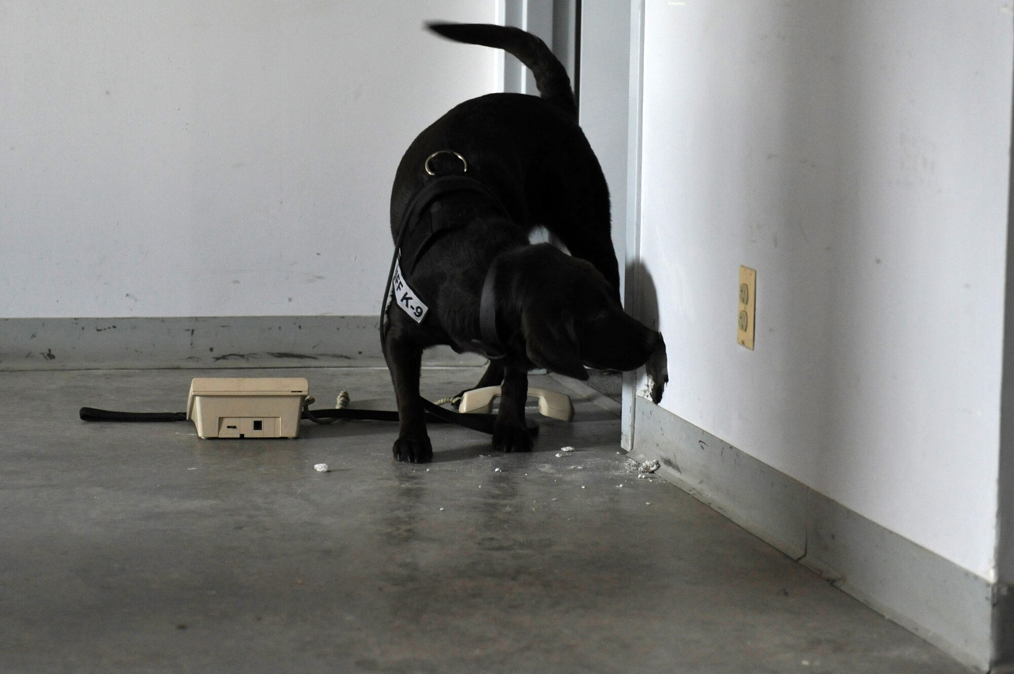Qualls, Transportation Security Administration working dog, finds a training device March 20, 2013, at a training facility on Buckley Air Force Base, Colo. Qualls and his TSA handler, Wyatt Rhoden, were one of several teams that participated in a K-9 training exercise hosted by the 460th Security Forces Squadron. (U.S. Air Force photo by Airman 1st Class Riley Johnson/Released) )