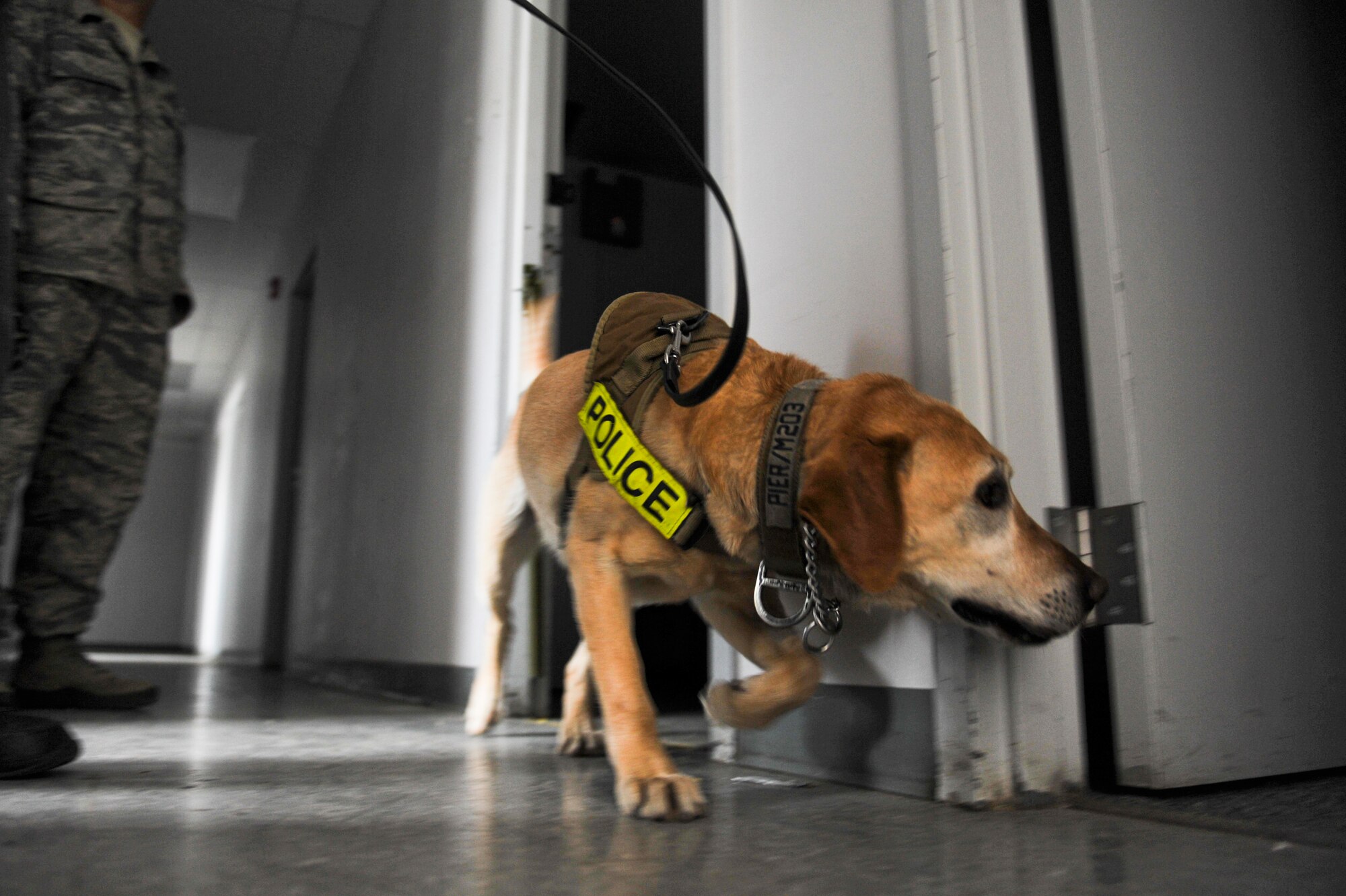 Pier, 460th Security Forces Squadron military working dog, searches for a training device March 20, 2013, at a training facility on Buckley Air Force Base, Colo. Pier and his handler, Staff Sgt. Marque Daniels, were one of several teams that participated in a K-9 training exercise hosted by the 460th SFS. (U.S. Air Force photo by Airman 1st Class Riley Johnson/Released) 
