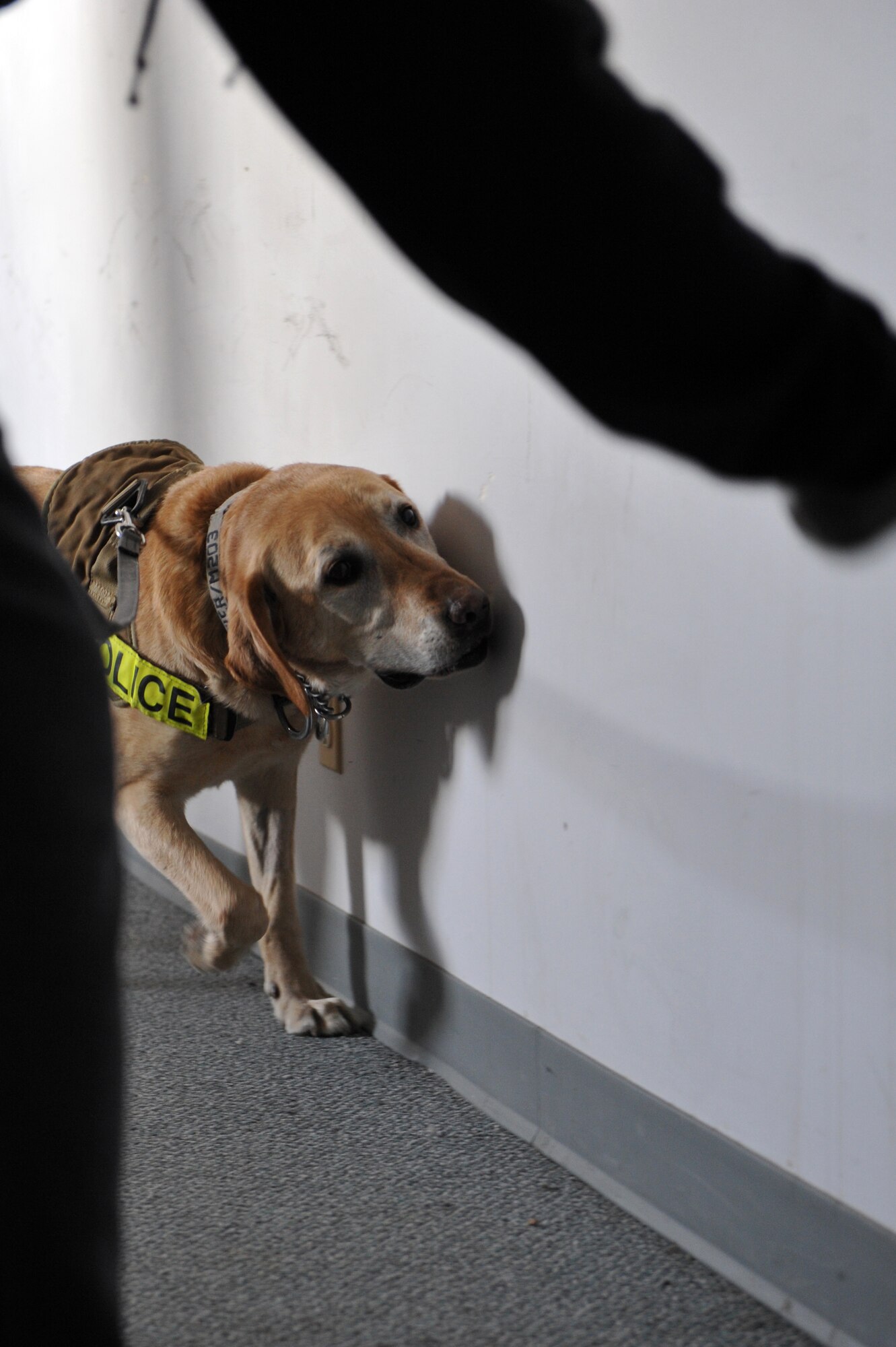 Pier, 460th Security Forces Squadron military working dog, smells for a training device March 20, 2013, at a training facility on Buckley Air Force Base, Colo.  Pier and his handler, Staff Sgt. Marque Daniels, participated in a K-9 training exercise hosted by the 460th SFS along with several K-9 teams from the 460th SFS, Jefferson County Sheriff’s Office, Denver Sheriff Department and Transportation Security Administration.(U.S. Air Force photo by Airman 1st Class Riley Johnson/Released) 