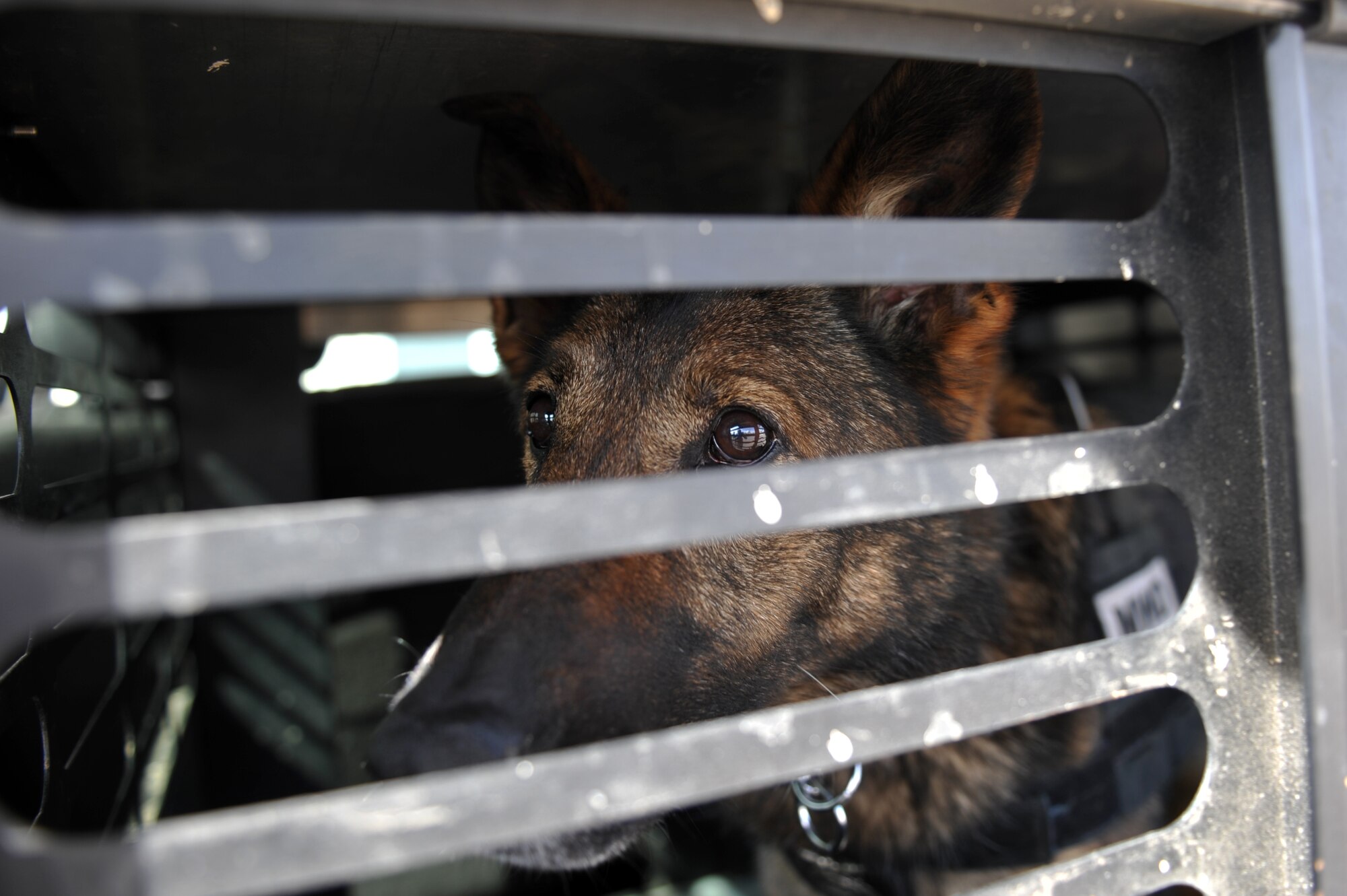 Nina, 460th Security Forces Squadron military working dog, looks through her cage before a training exercise March 20, 2013, at a training facility on Buckley Air Force Base, Colo. The 460th SFS hosted a K-9 training exercise that included participation from the 460th SFS, Jefferson County Sheriff’s Office, Denver Sheriff Department and Transportation Security Administration. (U.S. Air Force photo by Airman 1st Class Riley Johnson/Released) 