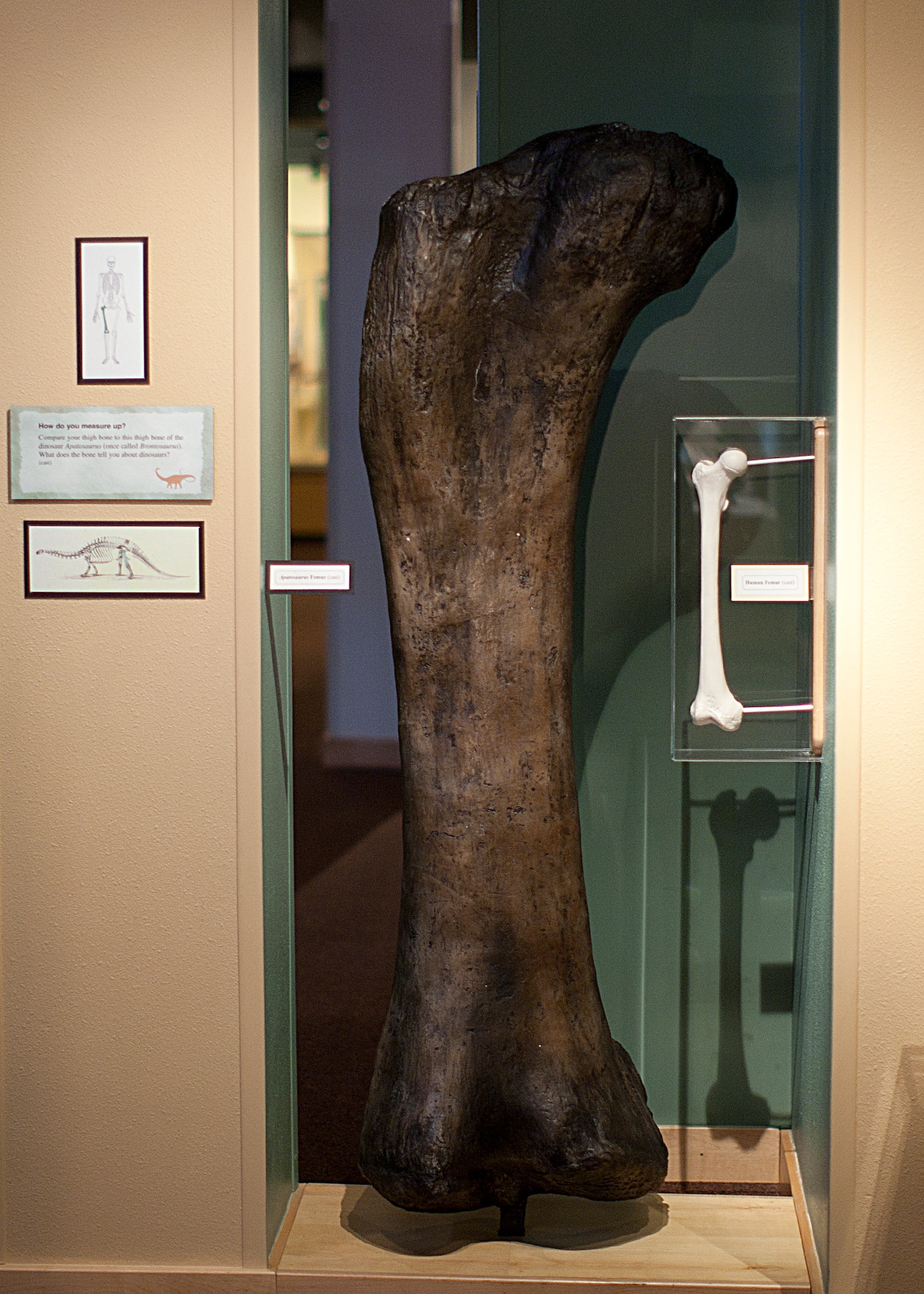 The thigh bone of a brontosaurus sits in comparison to the thigh bone of a human at the Wyoming State Museum in Cheyenne, Wyo. (U.S. Air Force photo by Matt Bilden)