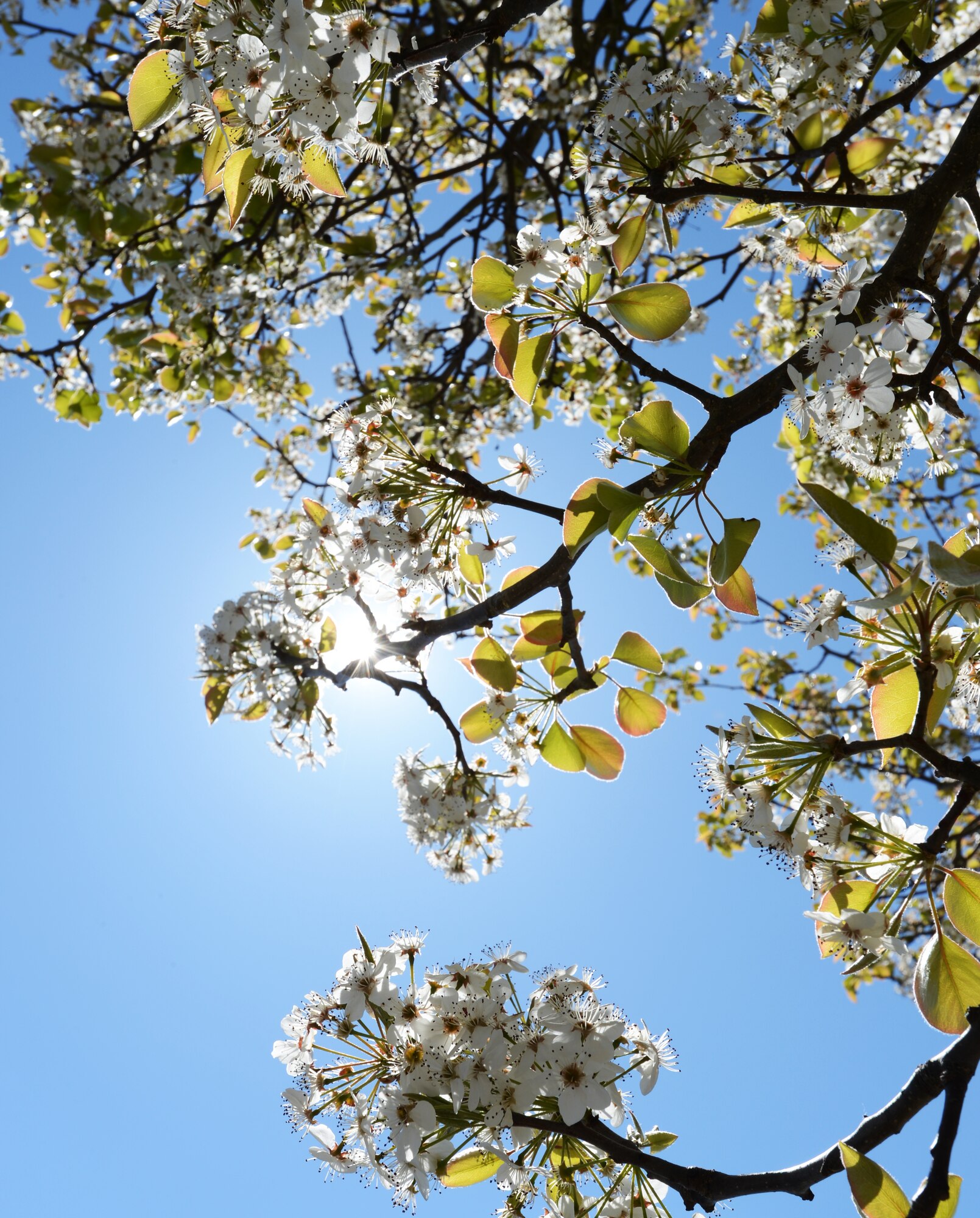 Flowers begin to bloom on trees all around Shaw Air Force Base, S.C., March 27, 2013. This year the astronomical spring equinox kicked off March 20. Typically spring lasts from March to May. (U.S. Air Force photo Senior Airman Tabatha Zarrella/Released)