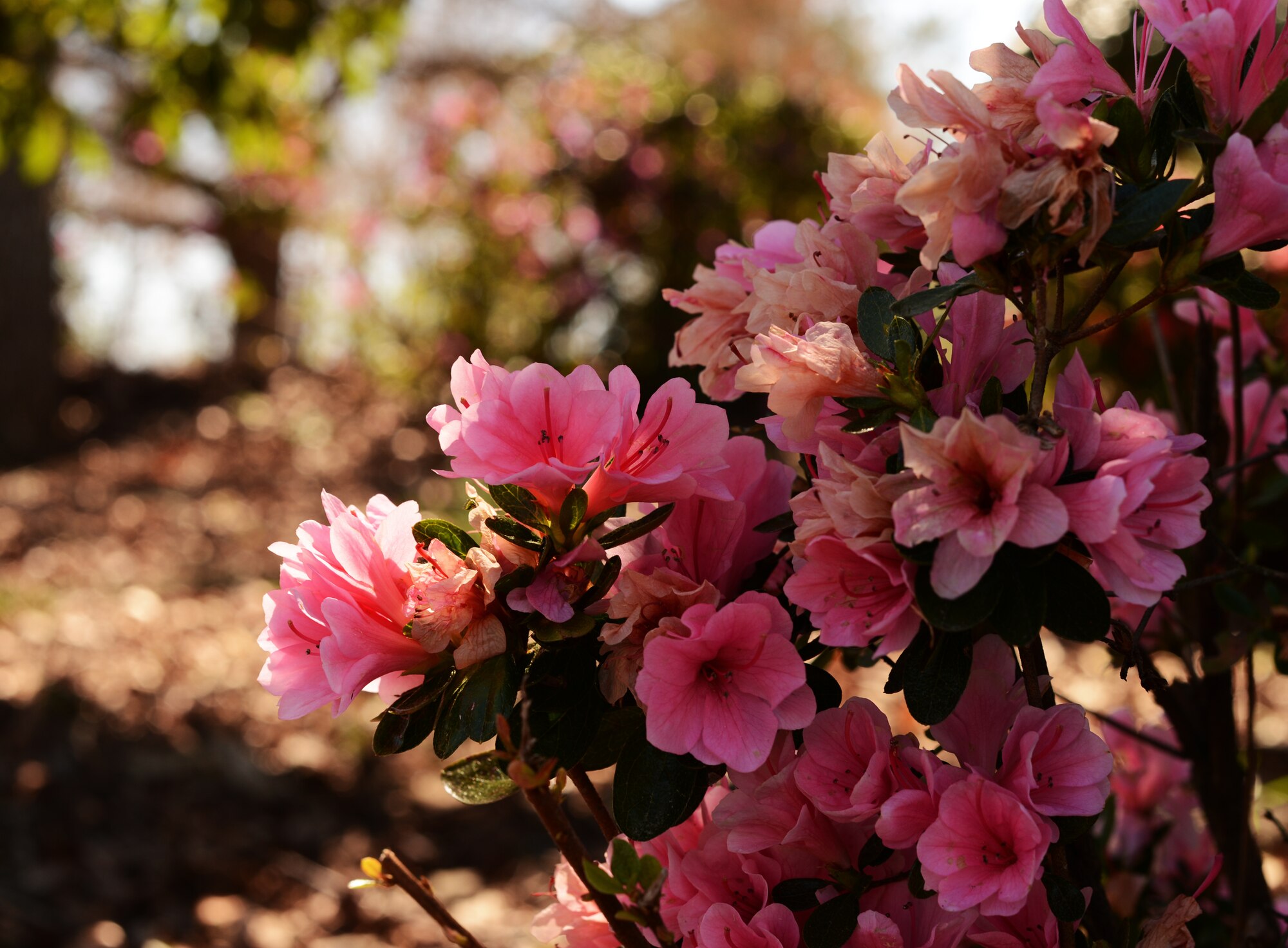 Spring flowers begin to bloom at Shaw Air Force Base, S.C., March 27, 2013. This year the astronomical spring equinox kicked off March 20. Typically spring lasts from March to May. (U.S. Air Force photo Senior Airman Tabatha Zarrella/Released)