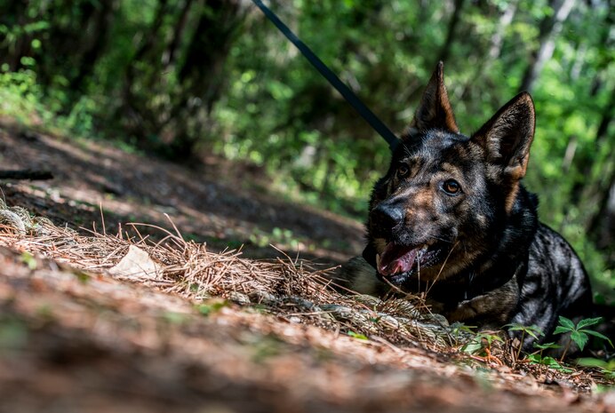 Military Working Dog Jaga, a 3 –year-old German Shepherd Dog assigned to the 628th Security Forces Squadron at Joint Base Charleston, S.C., locates a TNT pack April 27, 2013, at JB Charleston – Air Base. The training course helps prepare the MWD for various challenges they could face at JB Charleston or while deployed. Military Working Dogs  perform multiple duties and training including obedience skills, obstacle courses and various training objectives, depending on their specialized skill.  (U.S. Air Force Photo / Airman 1st Class Tom Brading)