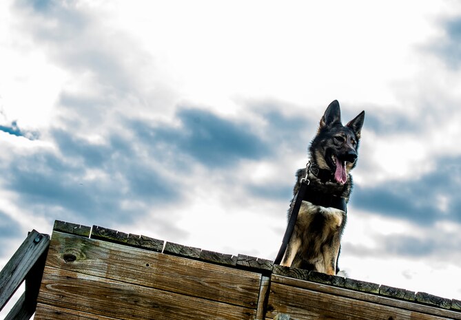 Military Working Dog Jaga, a 3 – year-old German Shepherd Dog assigned to the 628th Security Forces Squadron, completes an obstacle course April 27, 2013, at Joint Base Charleston – Air Base, S.C. The obstacle courses help train and prepare the MWD for various challenges they could face at home or while deployed,  MWDs perform multiple duties and training including obedience skills, obstacle courses and various training objectives, depending on their specialized skill. (U.S. Air Force Photo / Airman 1st Class Tom Brading)