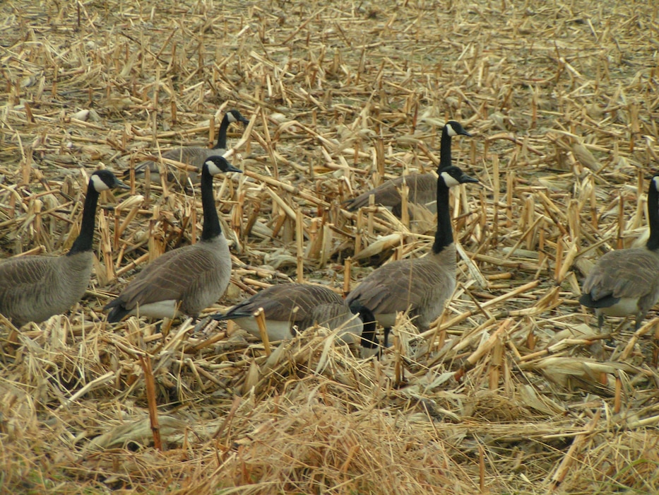 Canada Geese
