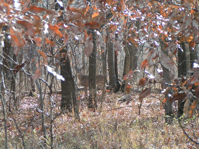 wildlife around the lake