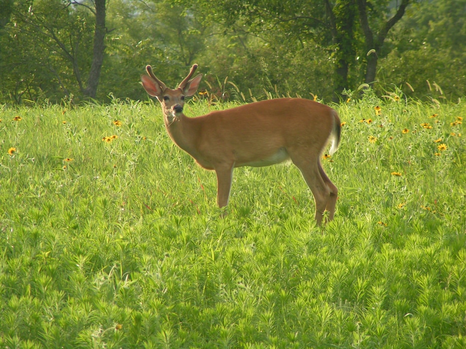 young whitetail